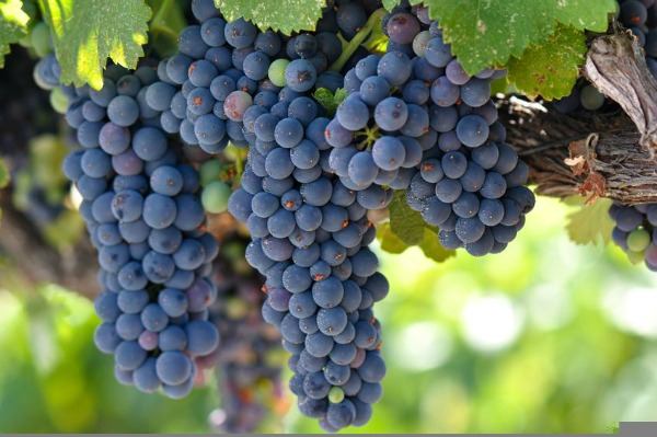 Understanding Tannins in Wine 