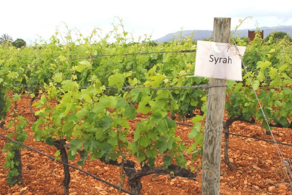 The Difference Between Syrah and Petite Sirah