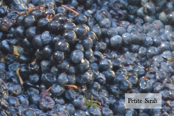The Difference Between Syrah and Petite Sirah